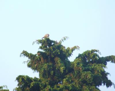 Прикрепленное изображение: 02.jpg